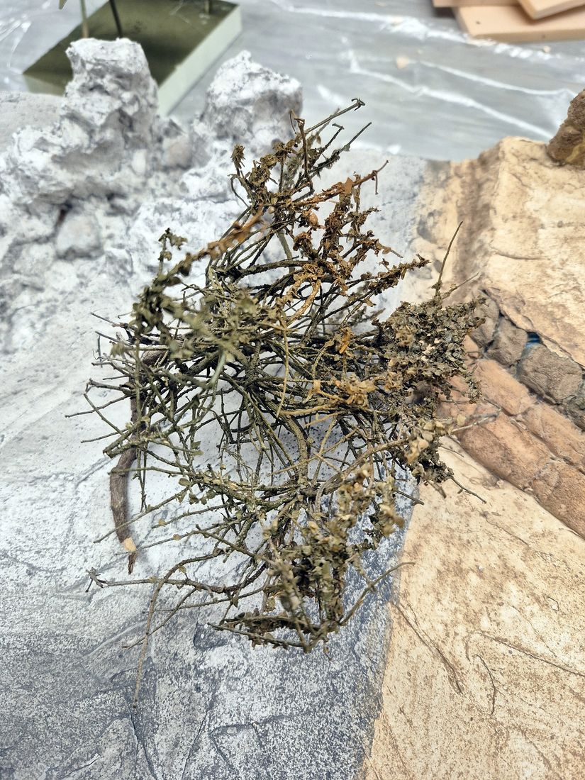 Ein Strauch aus Zweigen, in der Landschaft platziert